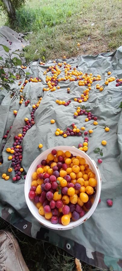 Organic Family Farm Hotel Žabljak Kültér fotó