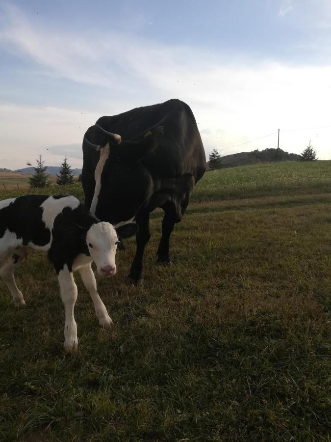 Organic Family Farm Hotel Žabljak Kültér fotó