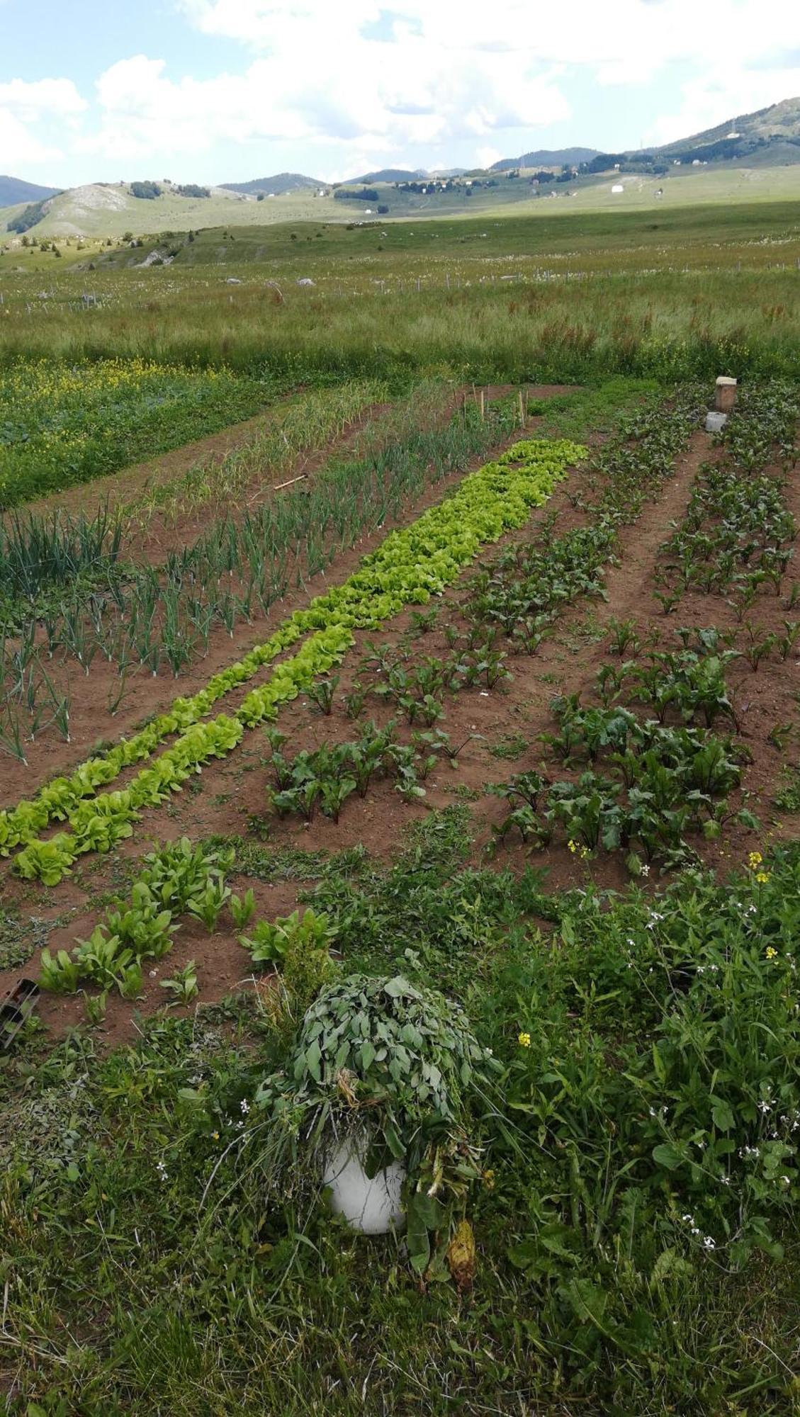 Organic Family Farm Hotel Žabljak Szoba fotó